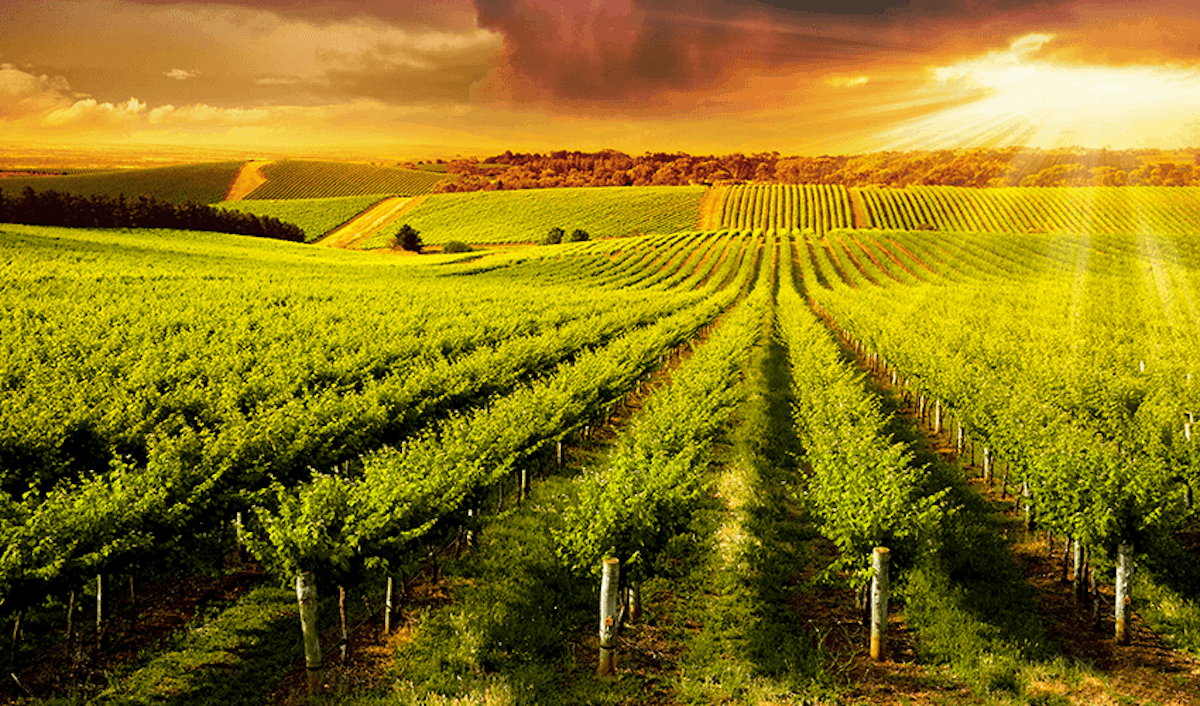 A green field with rows of vines.