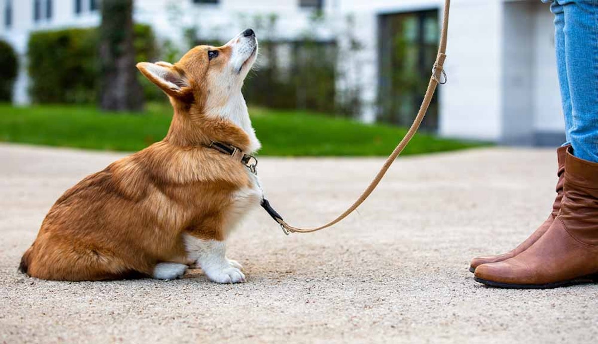 A dog is sitting on a leash next to a person's foot.