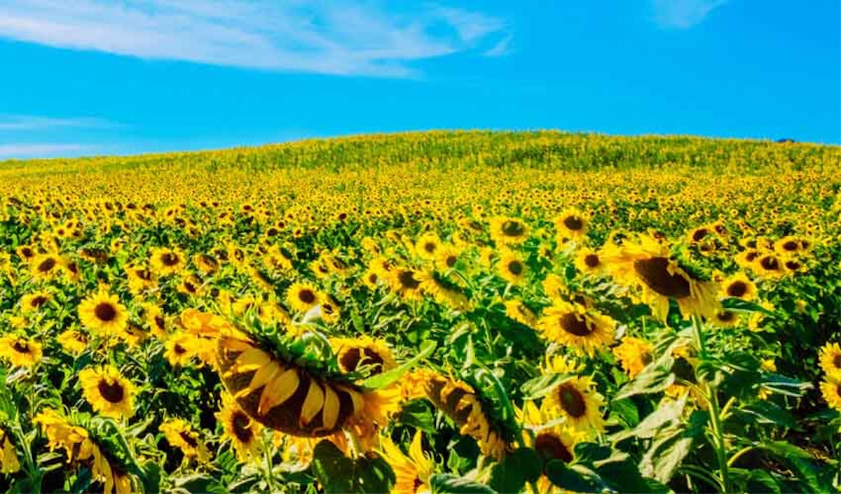 A field of sunflowers under a blue sky.