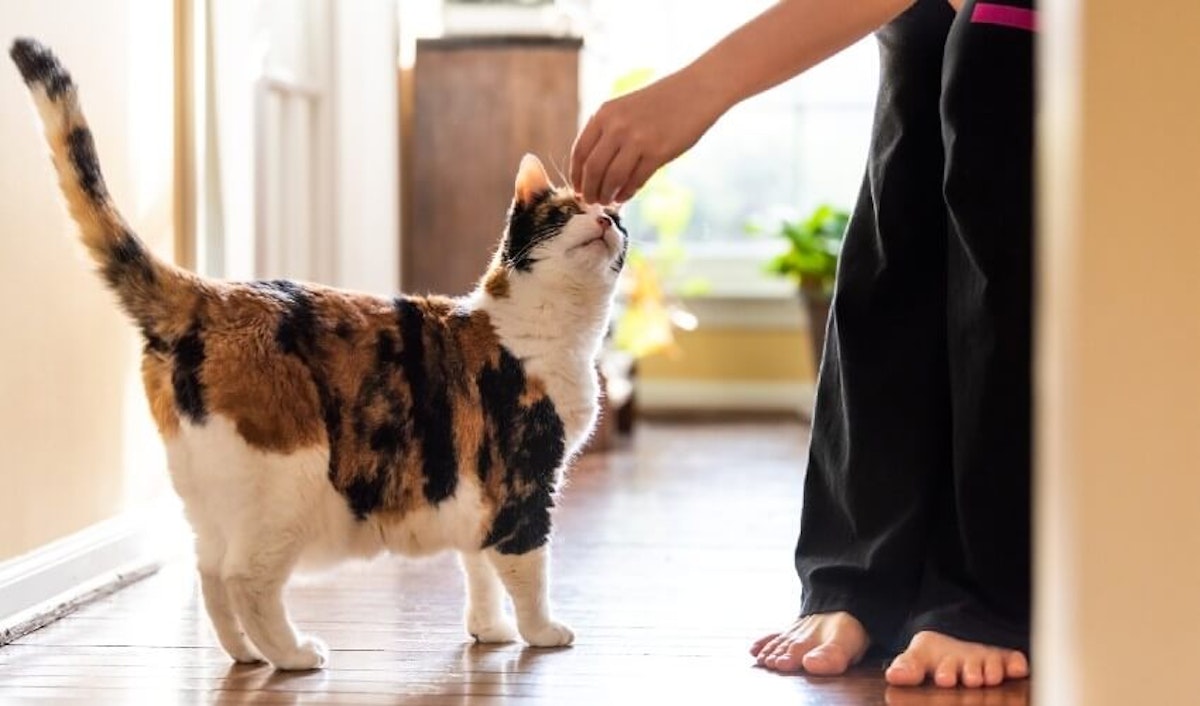 A woman petting a calico cat on the floor.