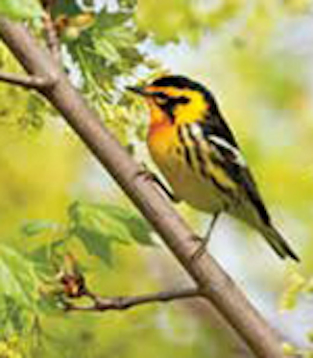 A colorful blackburnian warbler perched on a branch amidst green foliage.