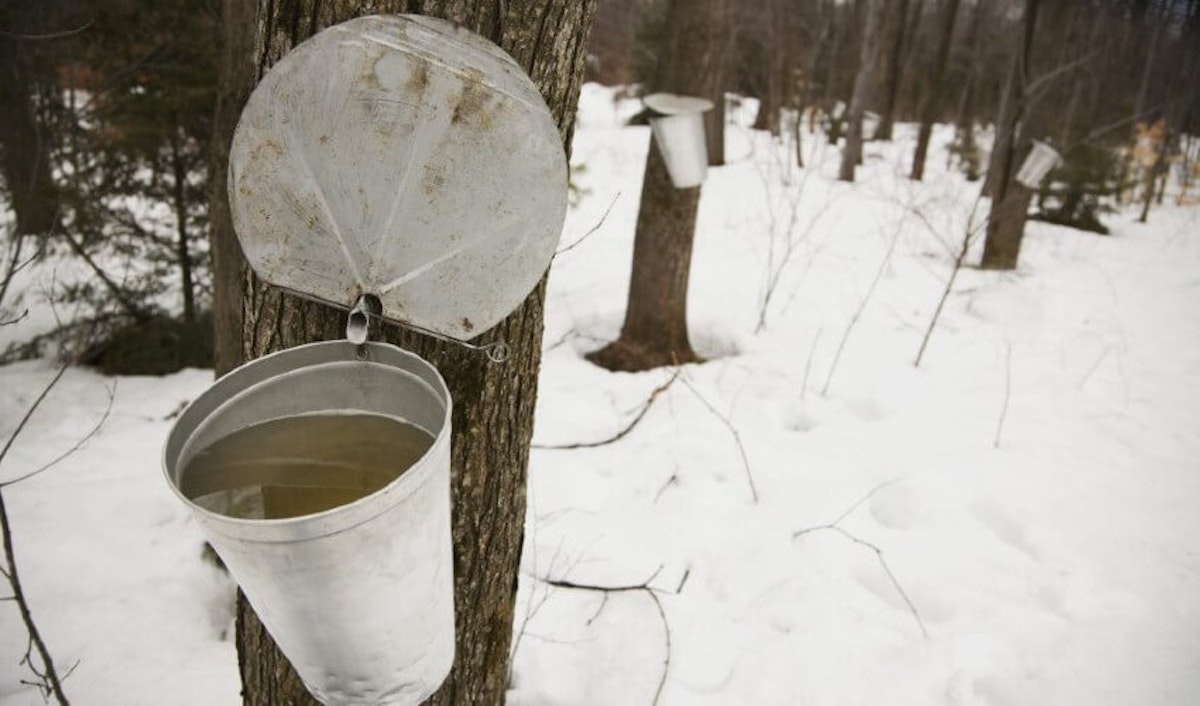A bucket is attached to a tree in the snow.