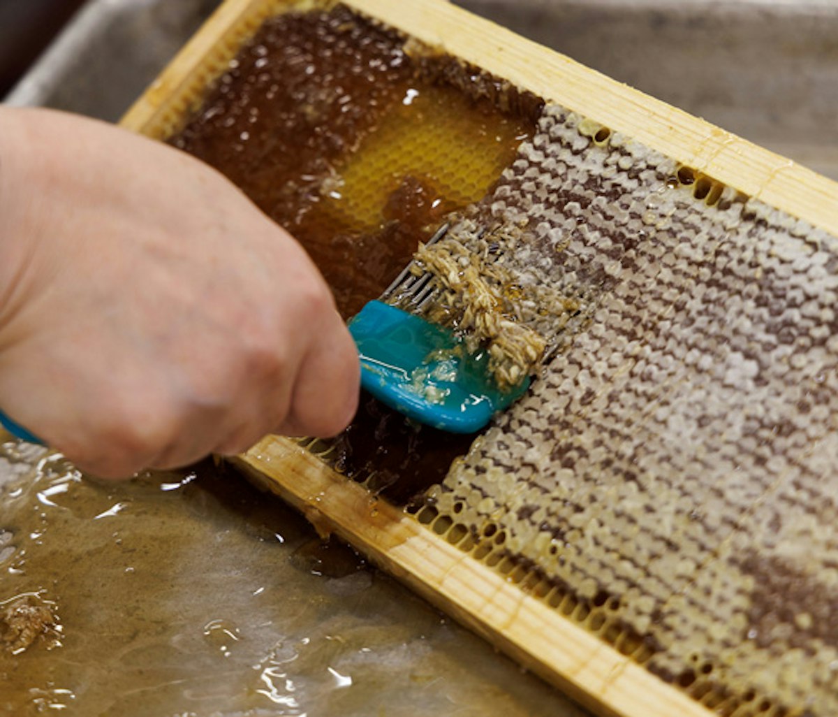 Uncapping a honeycomb frame with a tool to extract honey.