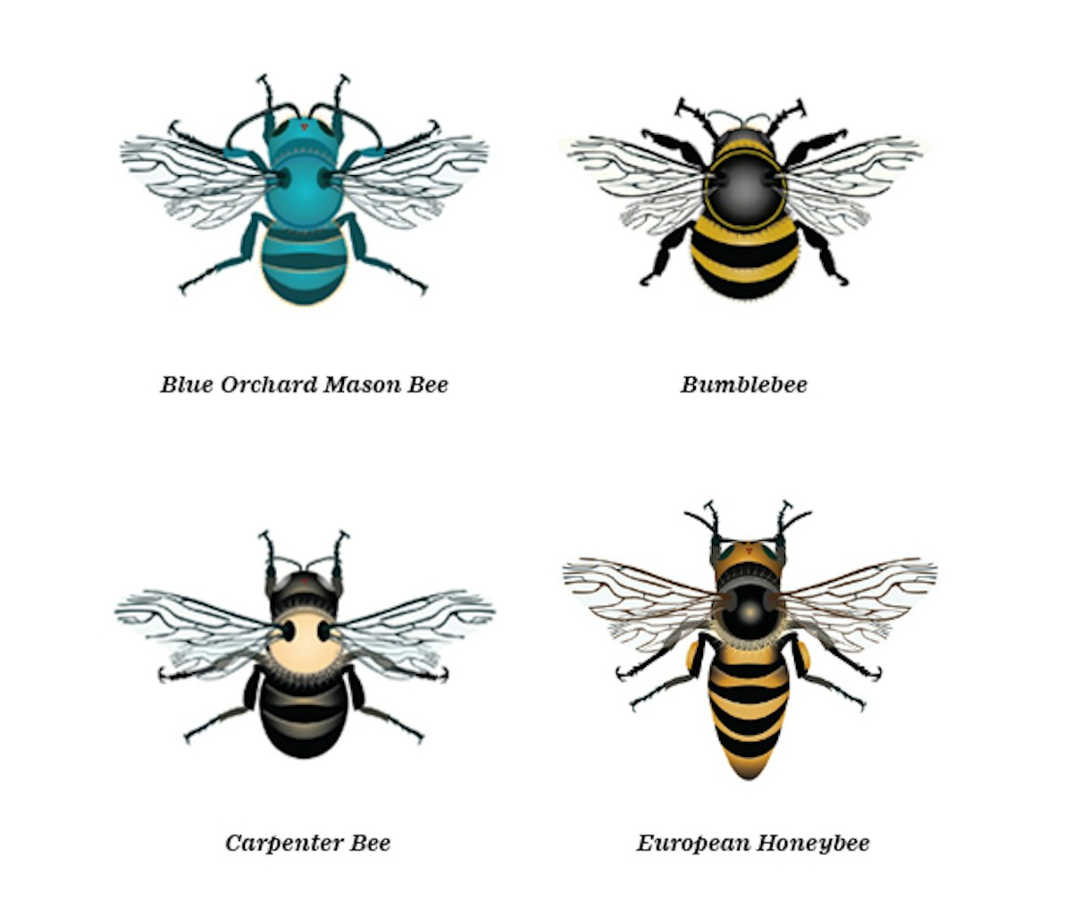 Illustrations of four types of bees; blue orchard mason bee, bumblebee, carpenter bee, and european honeybee, with labels.
