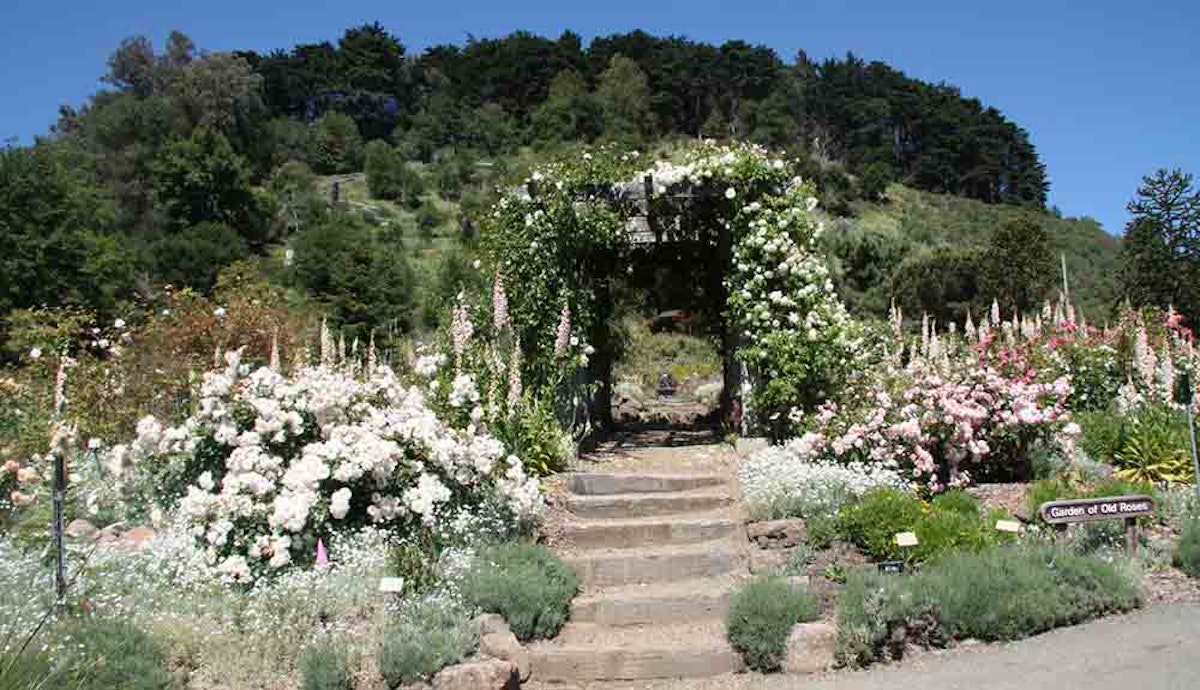 A garden with steps leading up to a hill full of flowers.