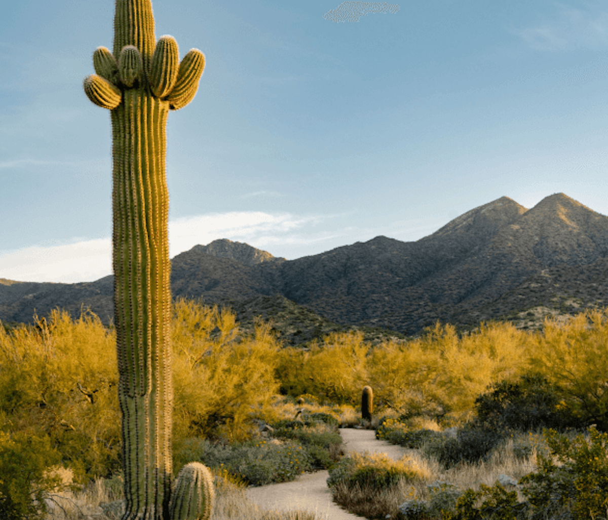 A towering saguaro cactus stands beside a trail leading through a desert landscape with mountains in the background.