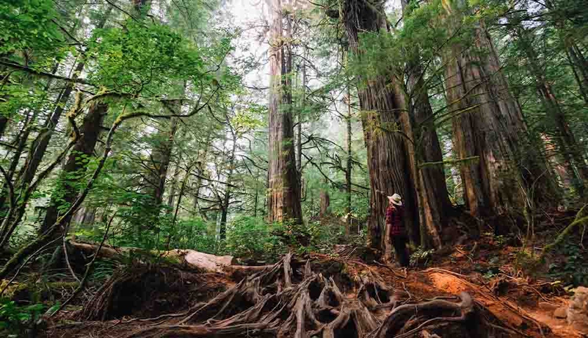 A person is standing in the middle of a redwood forest.