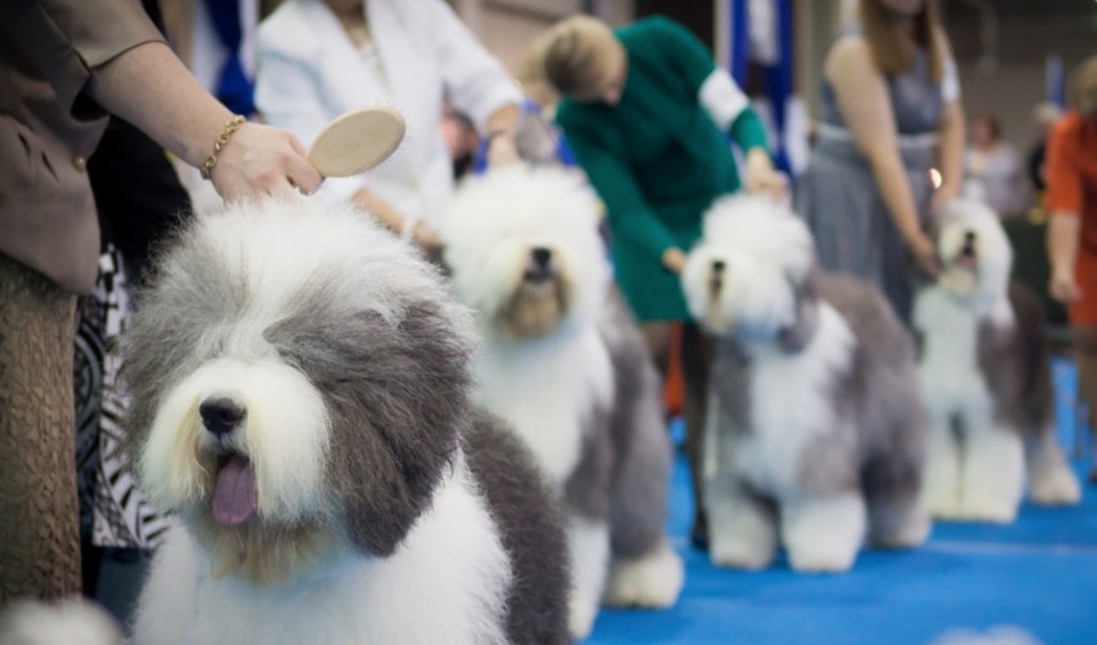 A group of dogs in a line at a dog show.