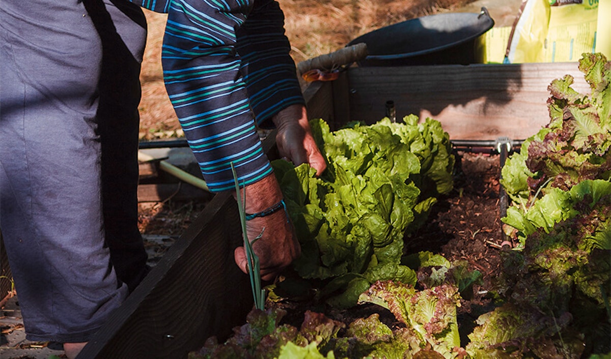 A man is planting lettuce in a garden.