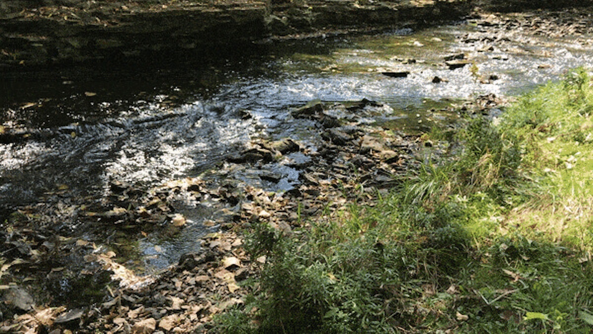 A small stream running through a wooded area.