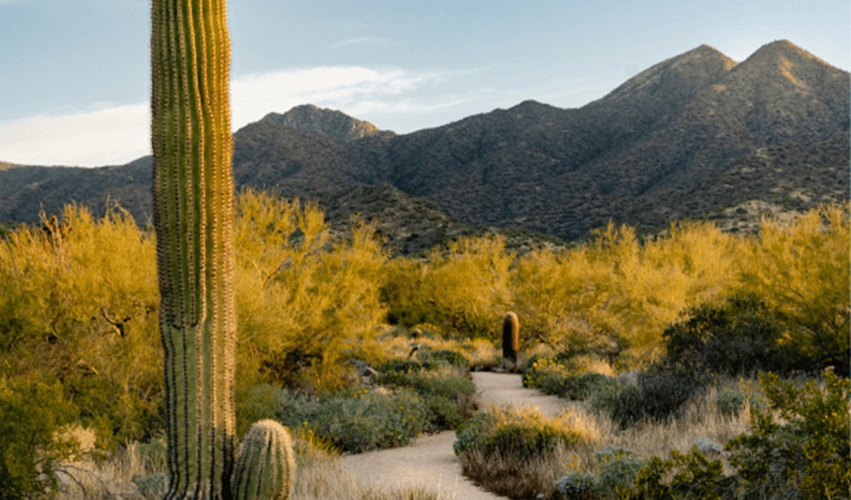 Desert trail winding through arid landscape with cacti and mountains in the background.