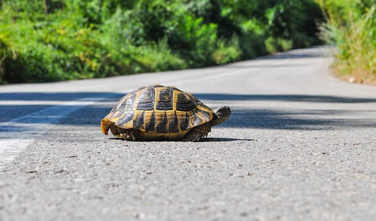 Tortoise crossing the road.