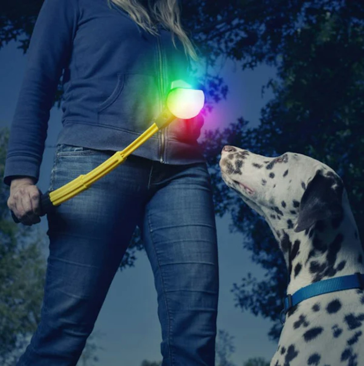 A woman with a dalmatian holding a light up leash.