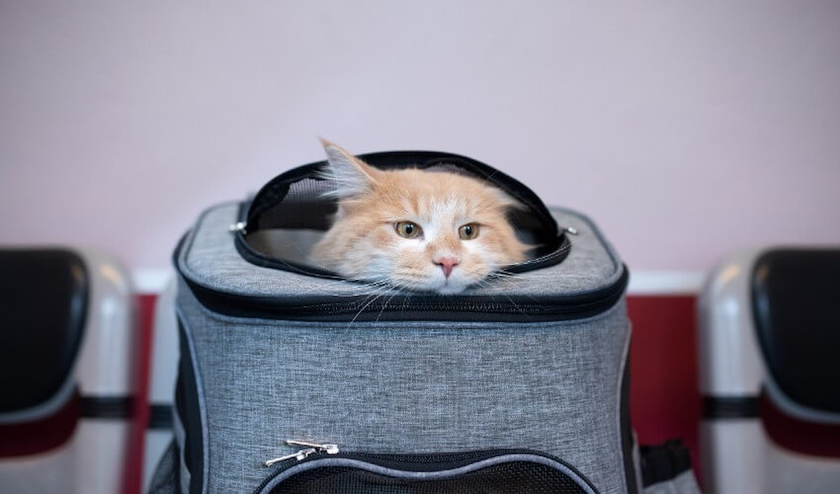 A cat is sitting in a grey carrier.