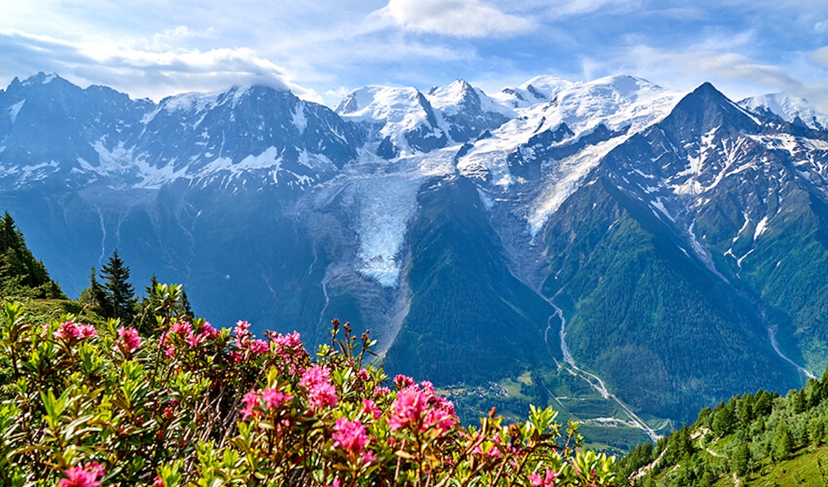 Snow-capped mountains with a glacier and foreground of pink flowers under a blue sky.