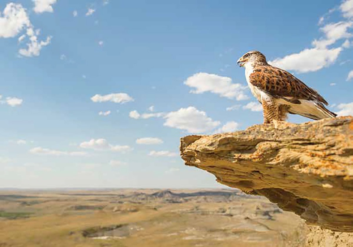 A hawk perched on the edge of a cliff.