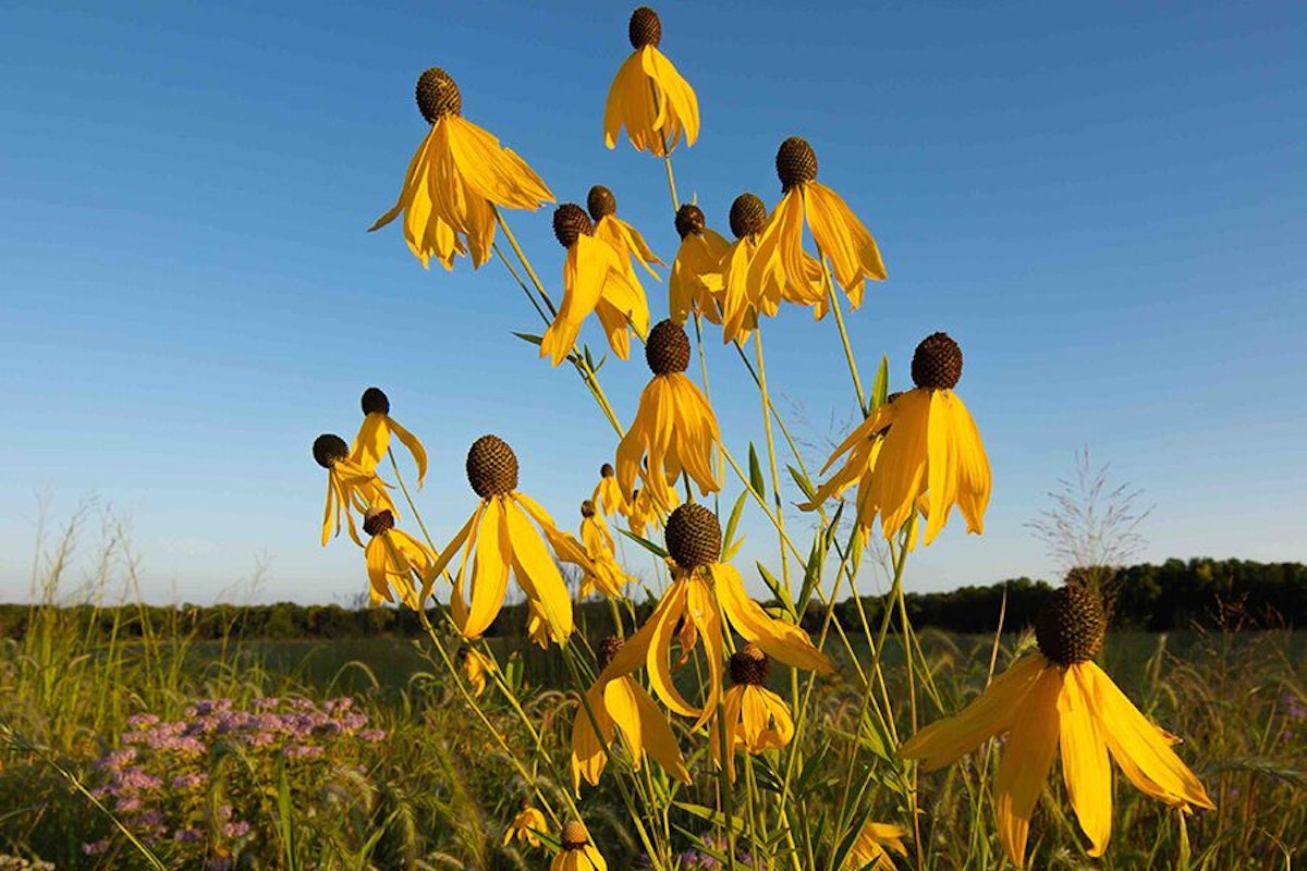 A cluster of yellow coneflowers against a clear blue sky.