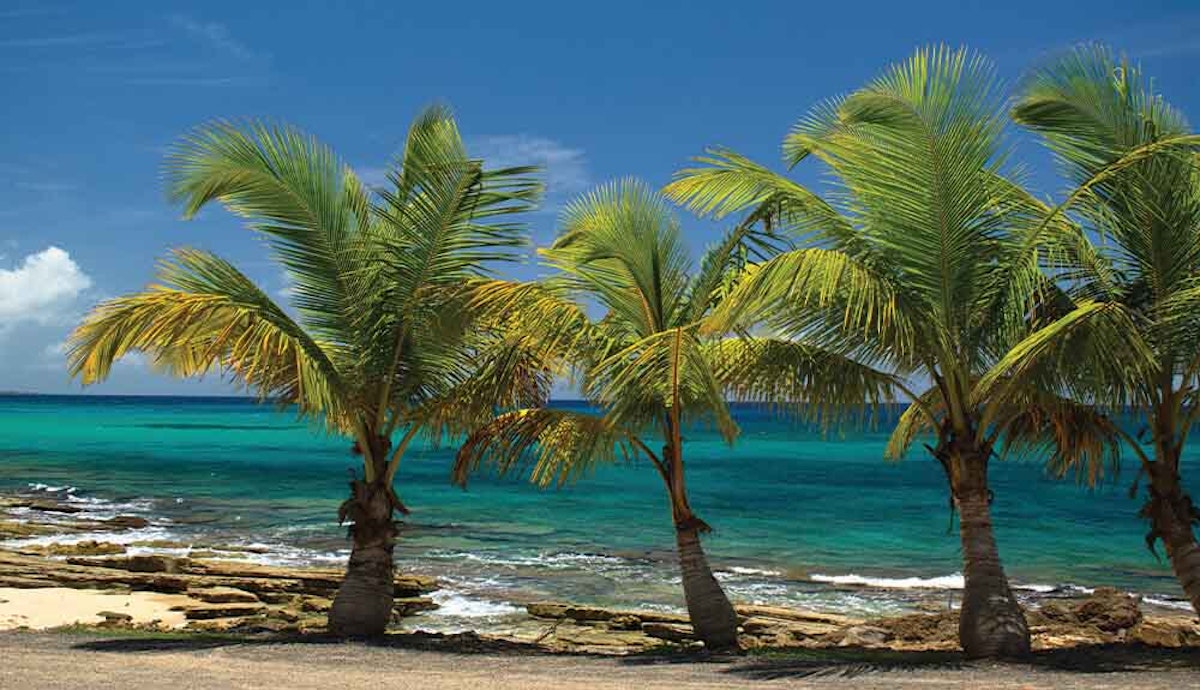 Palm trees on a beach.