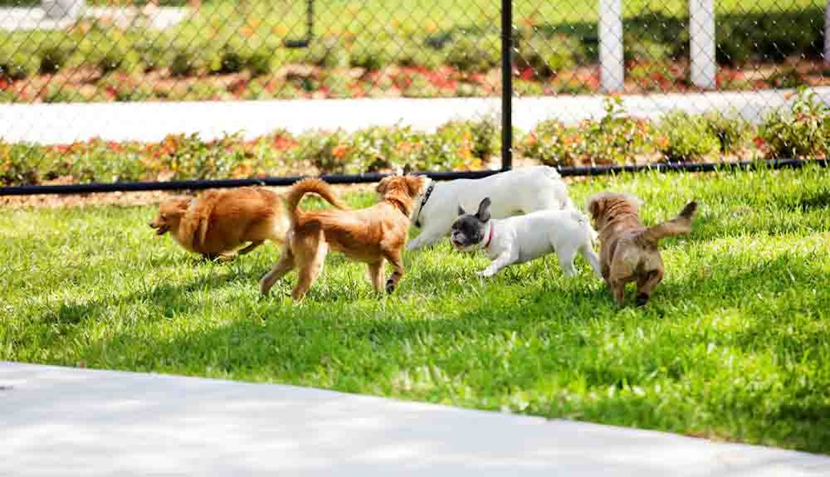 A group of dogs playing in a grassy area.