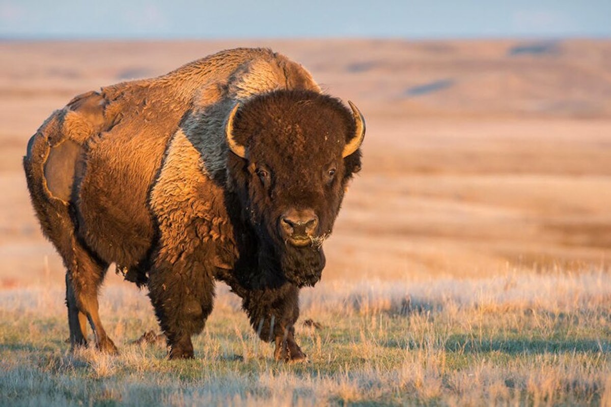 A bison is standing in a grassy field.