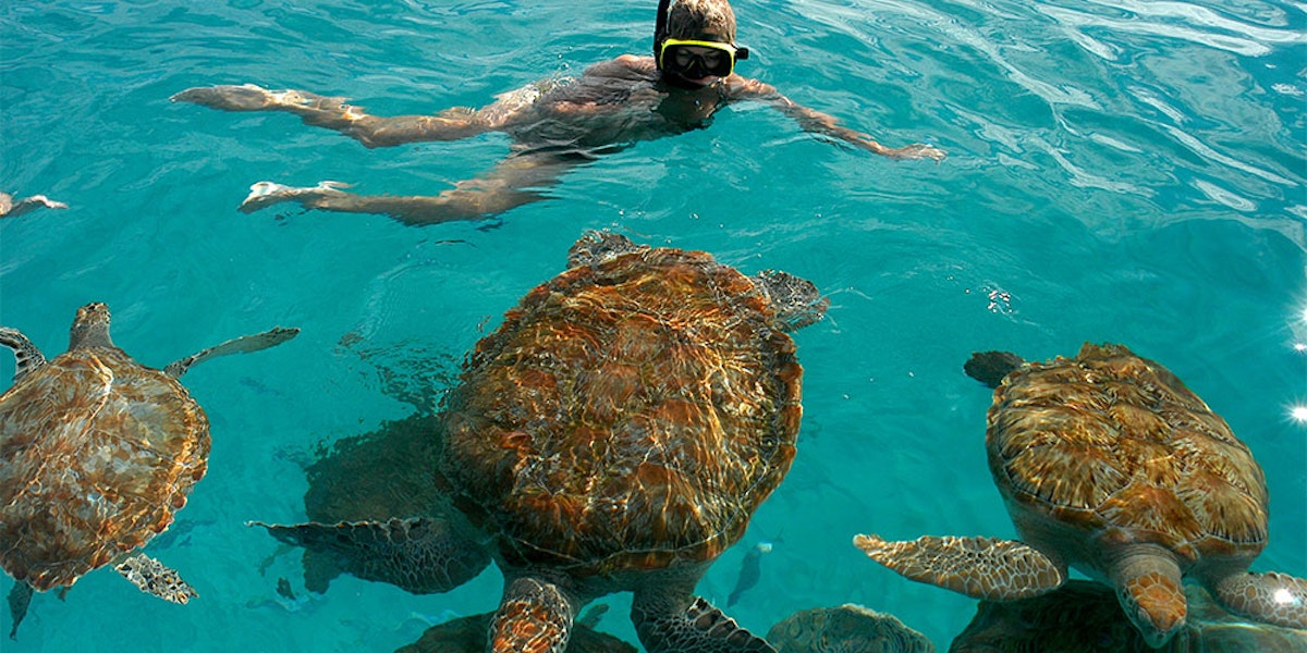 Snorkeler swimming alongside sea turtles in clear blue water.