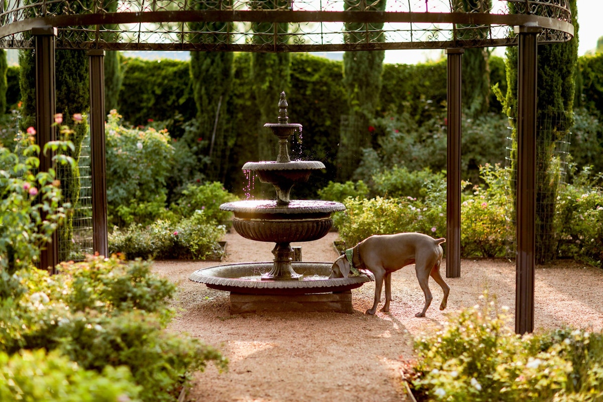 A dog drinks water from the bottom tier of a beige fountain surrounded by bright green plants and trees