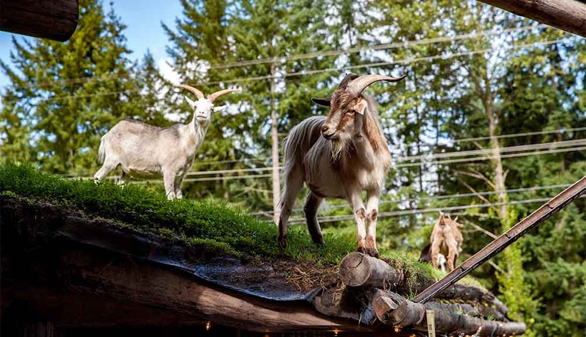 Goats standing on top of a wooden structure.