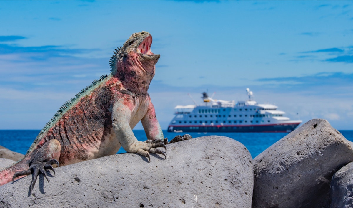 Galapagos iguana on a rock with a boat in the background.