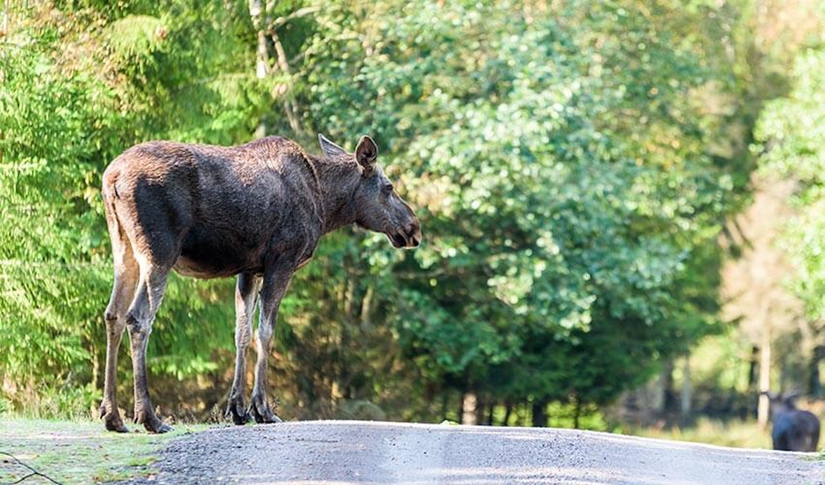 A moose standing on the side of a road.