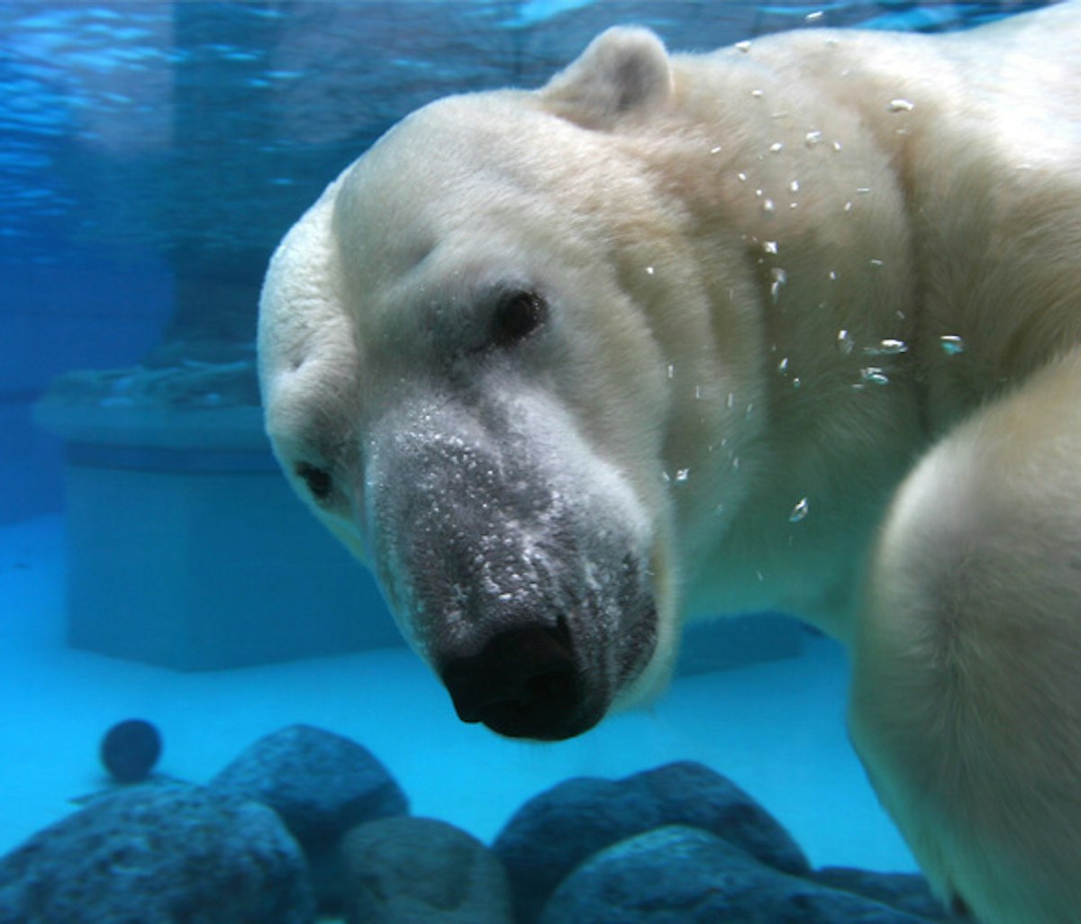 A polar bear swimming underwater, viewed through glass.