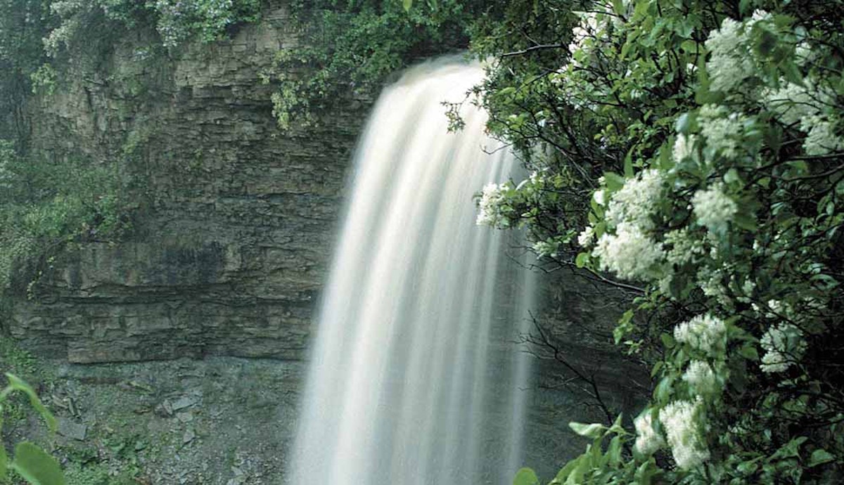 A waterfall with white flowers.