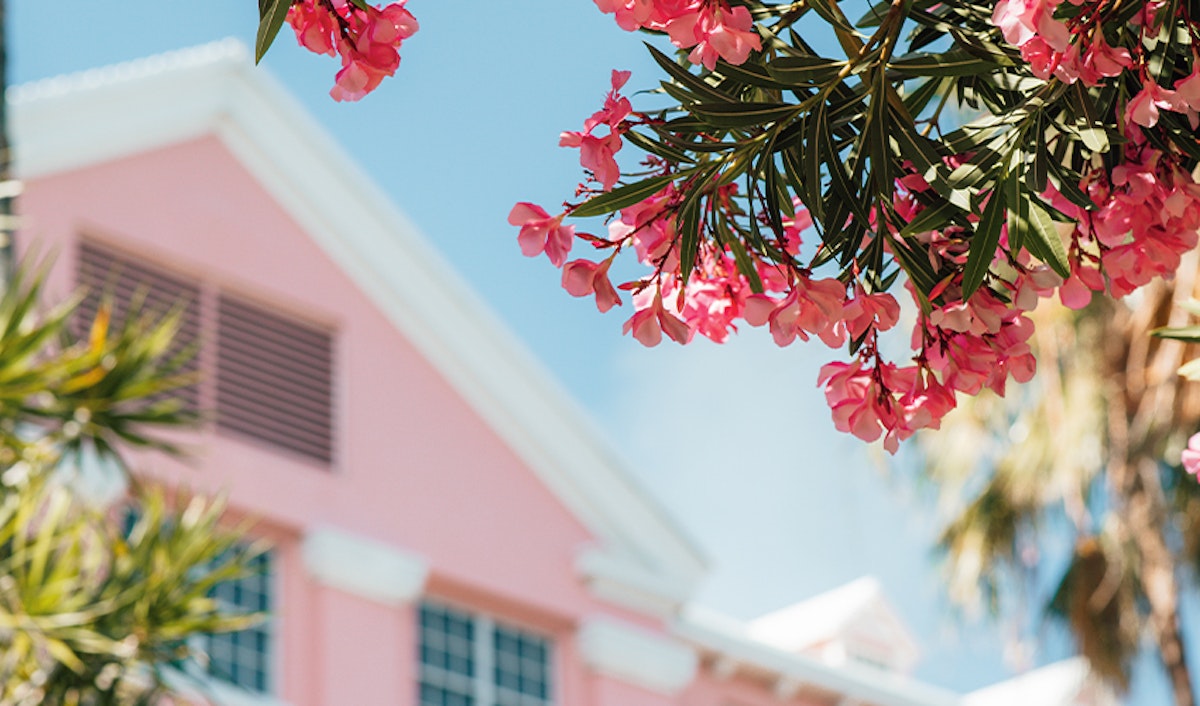Pink flowers in the foreground with a pastel pink building and blue sky in the background.