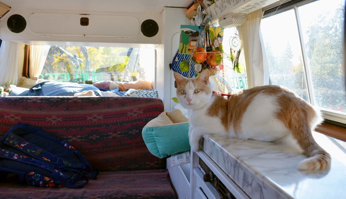 A cat sitting on a counter in a van.