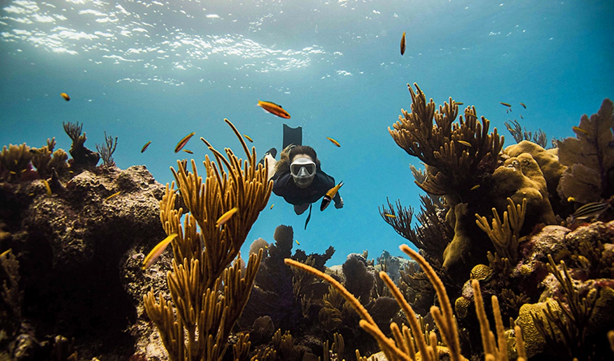 Diver exploring a vibrant coral reef with abundant marine life.