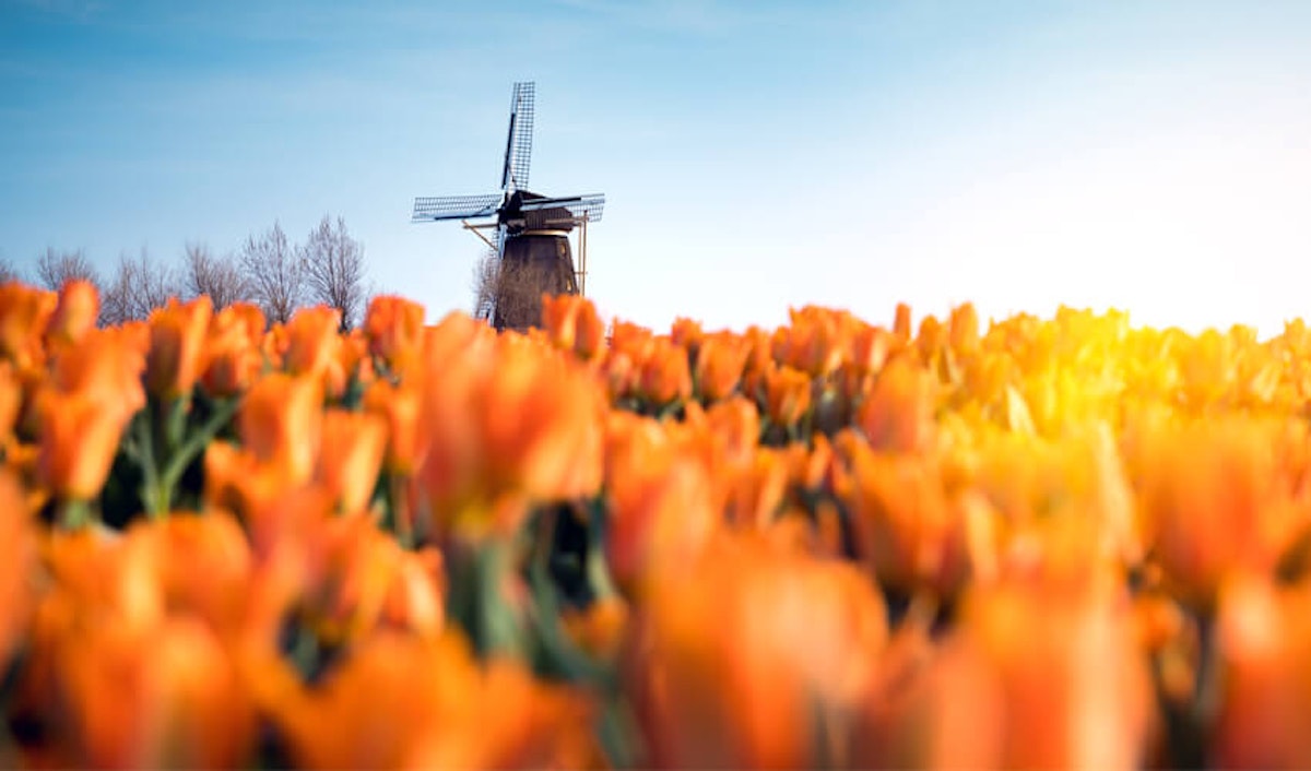 An orange tulip field with a windmill in the background.