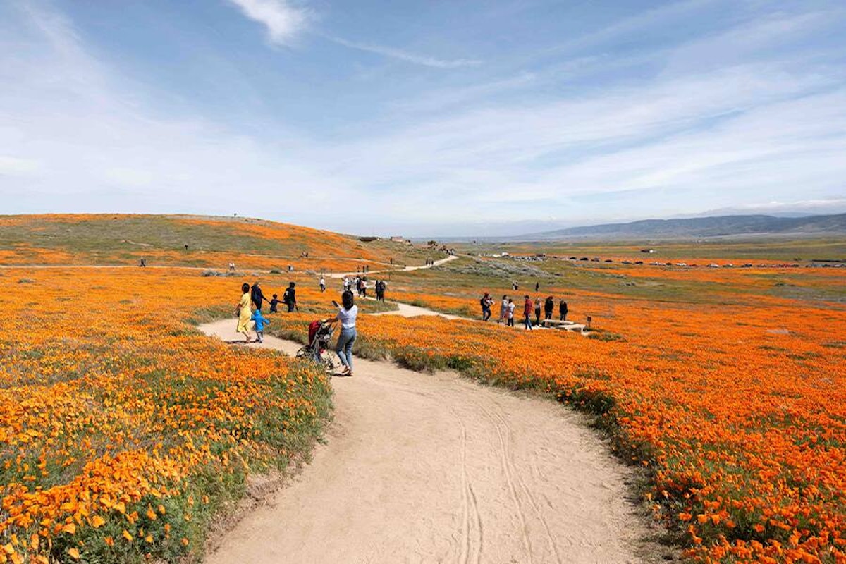 Visitors walking along a path through a vibrant field of orange poppies on a sunny day.