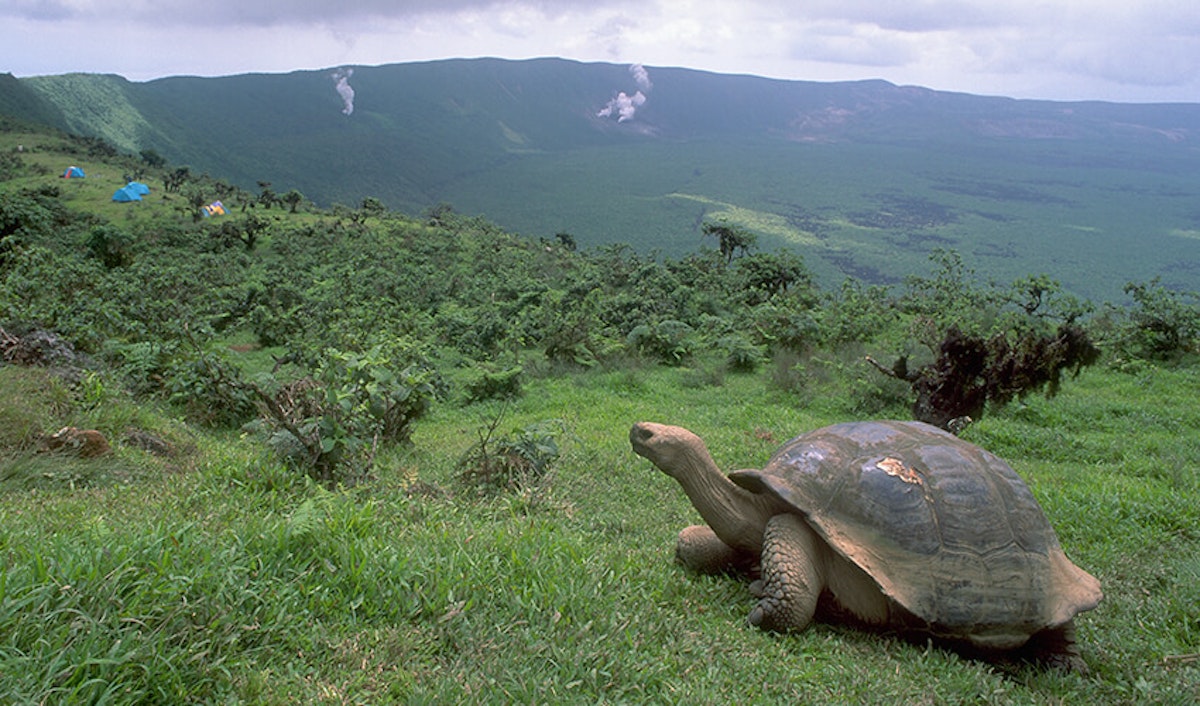A giant tortoise in the foreground with rolling hills and a campsite in the distance.