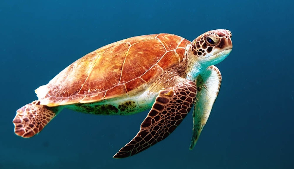 A green sea turtle swimming in the ocean.