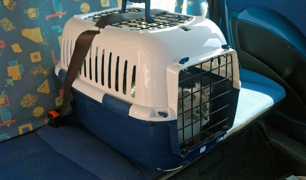 A blue and white cat carrier sitting in the back seat of a car.