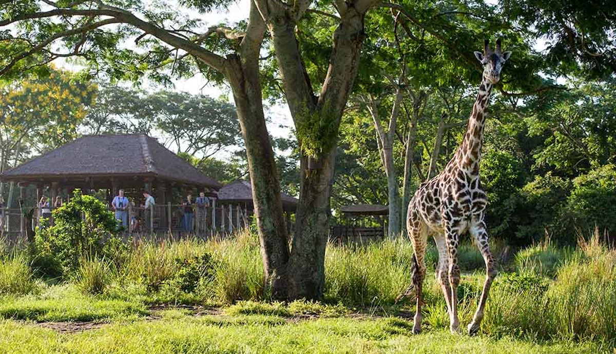 A giraffe standing in a zoo enclosure.