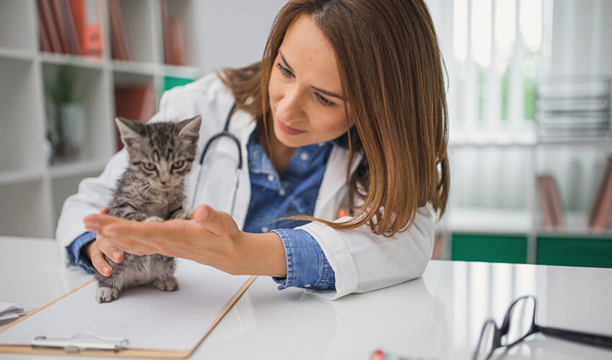 A female veterinarian petting a kitten on a clipboard.