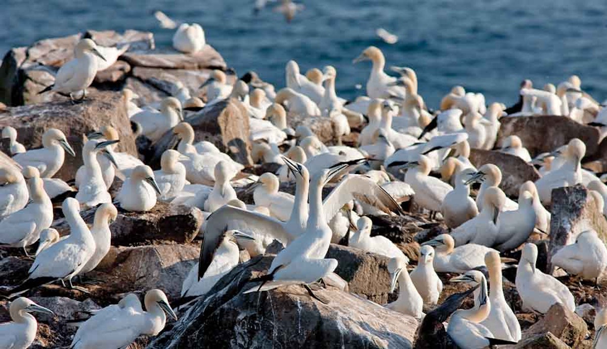 A large group of white birds sitting on rocks near the ocean.