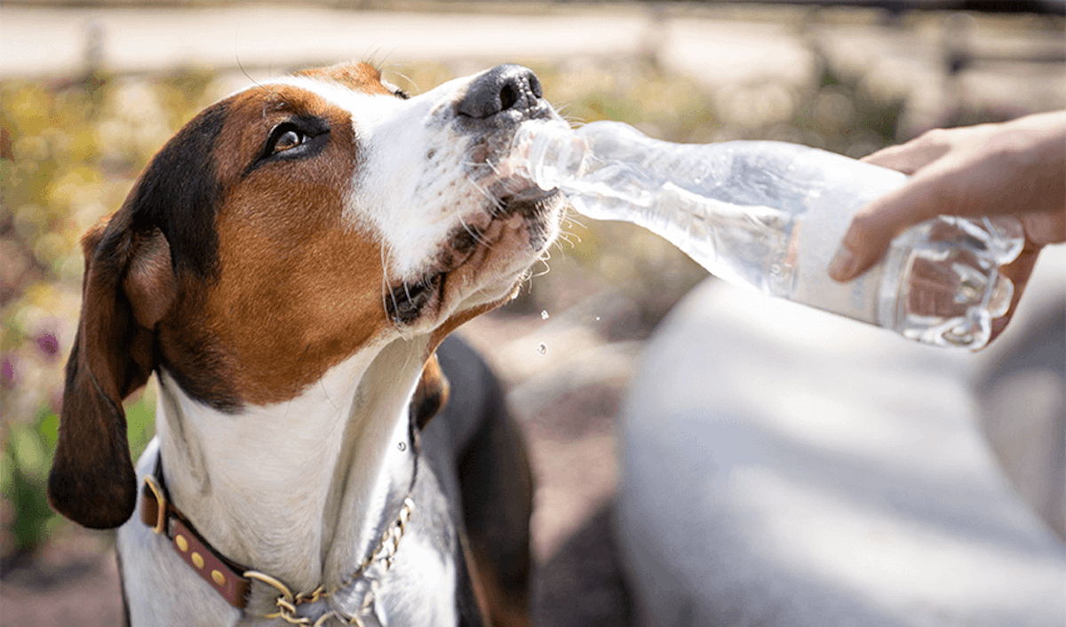 A dog drinking water from a bottle.