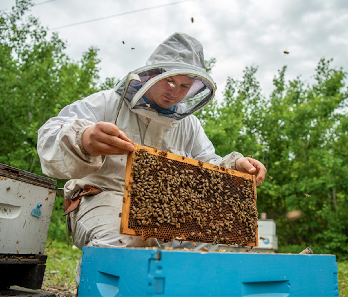 Beekeeper inspecting a honeycomb frame amidst flying bees.