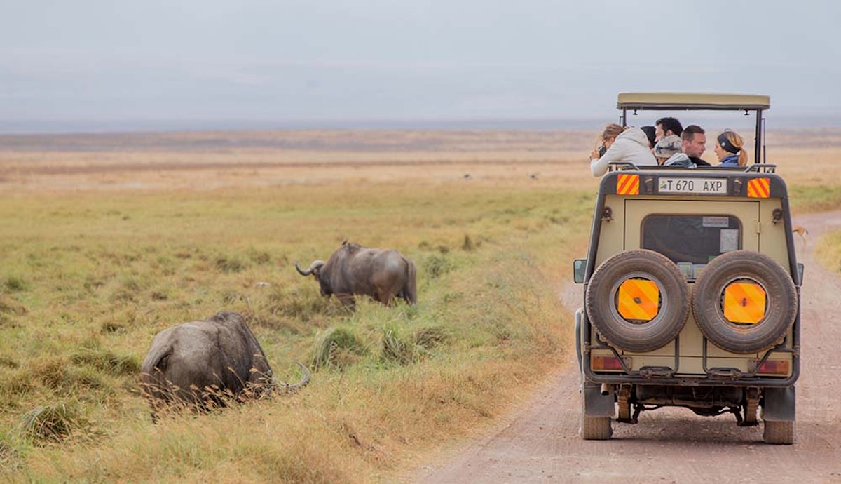 A jeep drives down a dirt road next to a herd of rhinos.