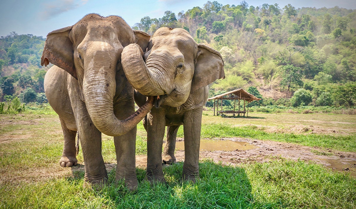 Two elephants with their trunks touching each other.