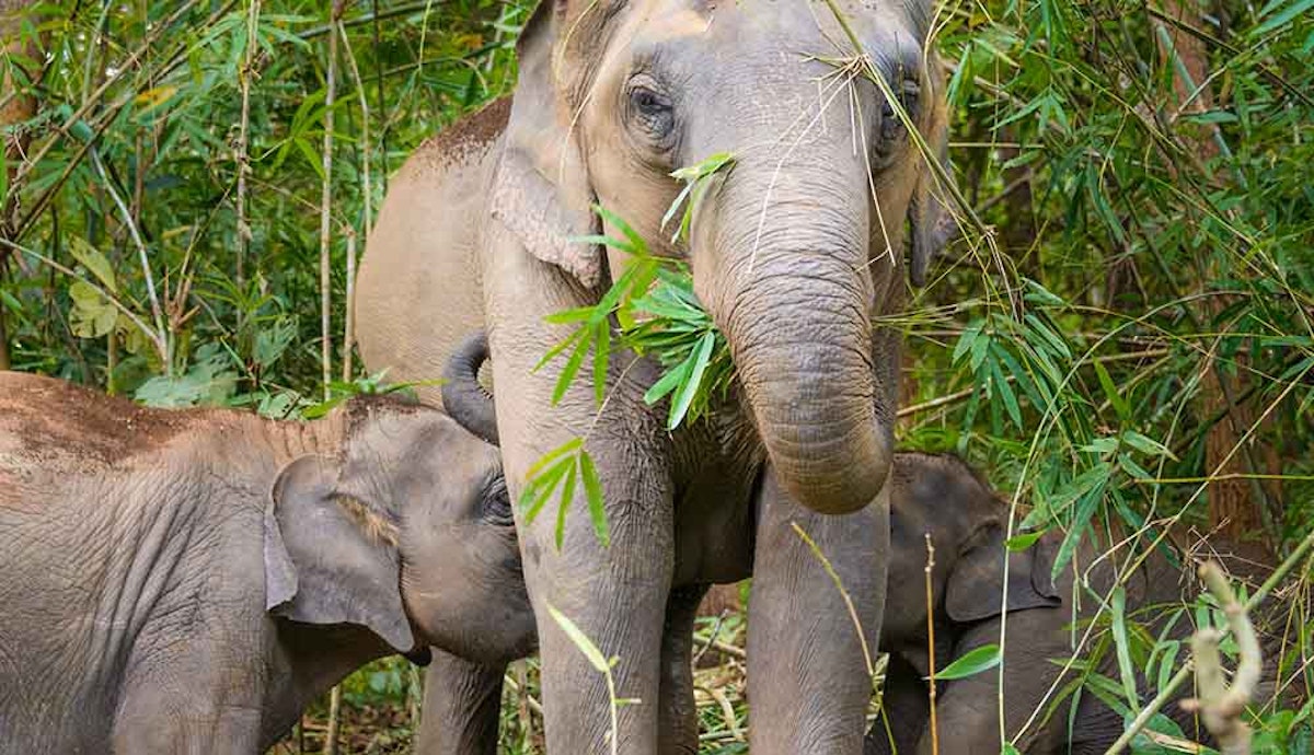 Two elephants eating bamboo in the jungle.