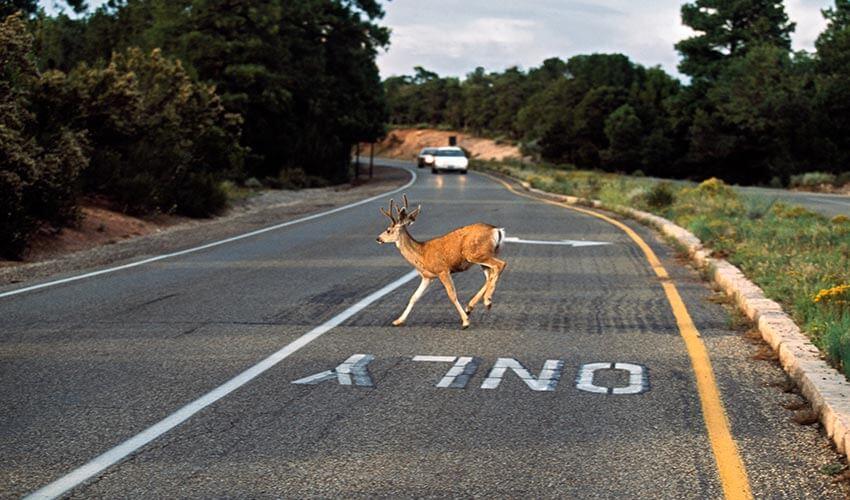 A deer crossing a road with a sign on it.