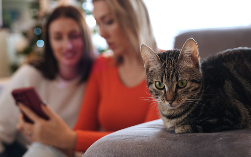 Close up of a cat sitting on a couch, with two woman looking at a phone blurred in the background.