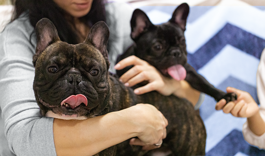 Close up of two dogs are being help by a woman with another holding a paw.
